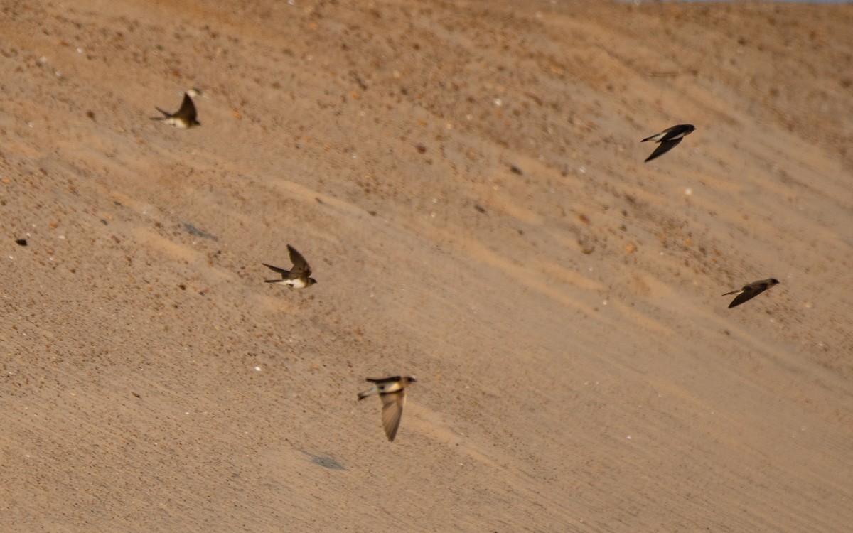 Gray-throated Martin - Mohan Srikar