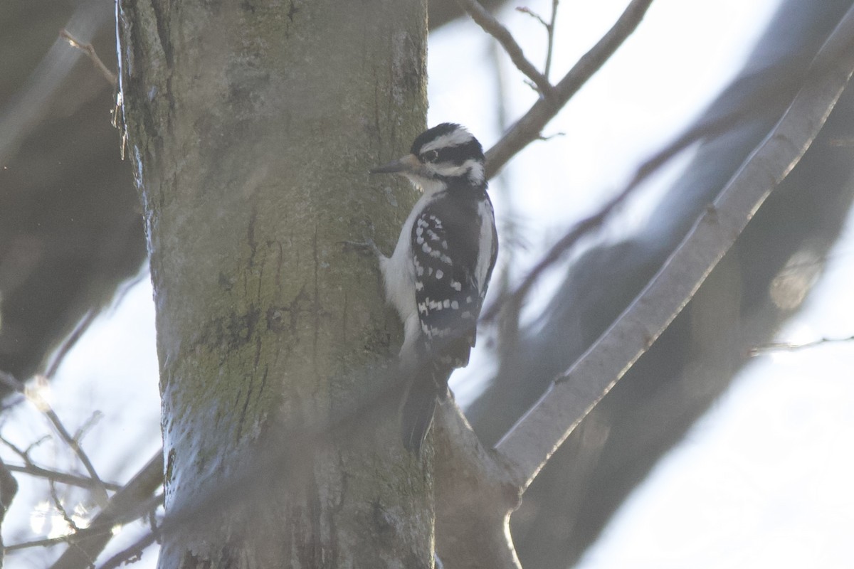 Hairy Woodpecker - ML617478756