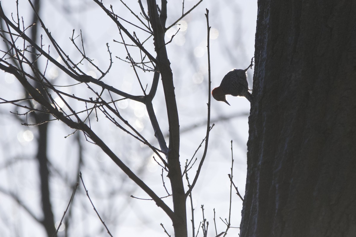 Red-bellied Woodpecker - John Shamgochian