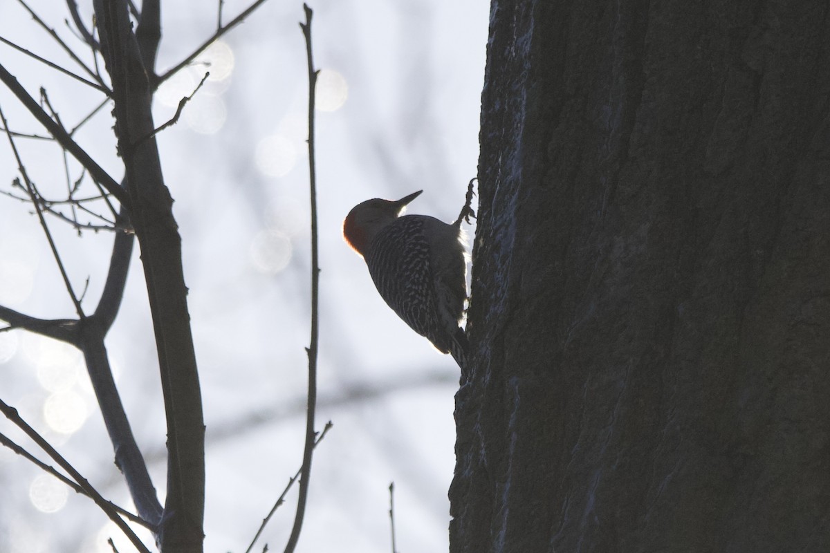 Red-bellied Woodpecker - John Shamgochian