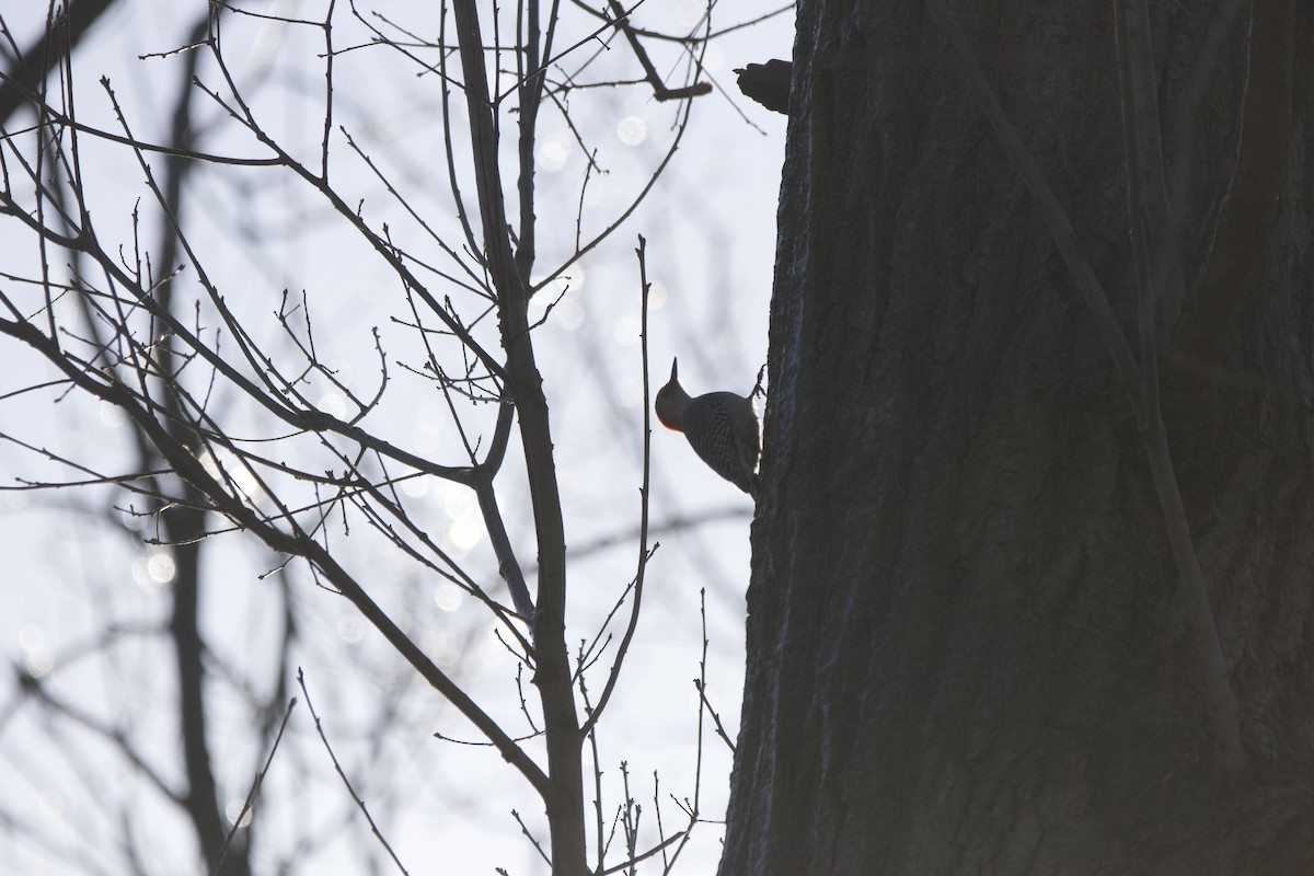 Red-bellied Woodpecker - John Shamgochian