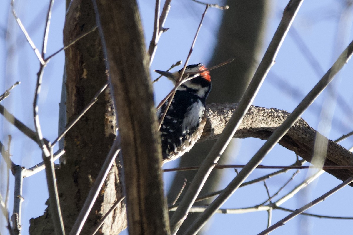 Hairy Woodpecker - John Shamgochian