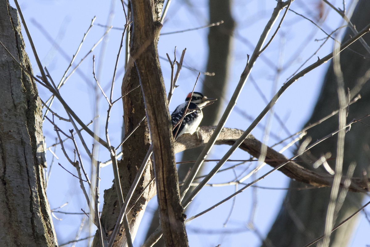 Hairy Woodpecker - John Shamgochian