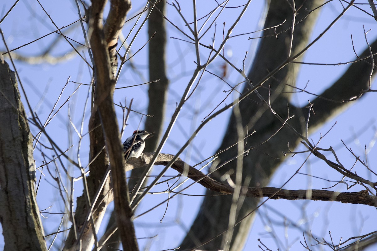 Hairy Woodpecker - John Shamgochian