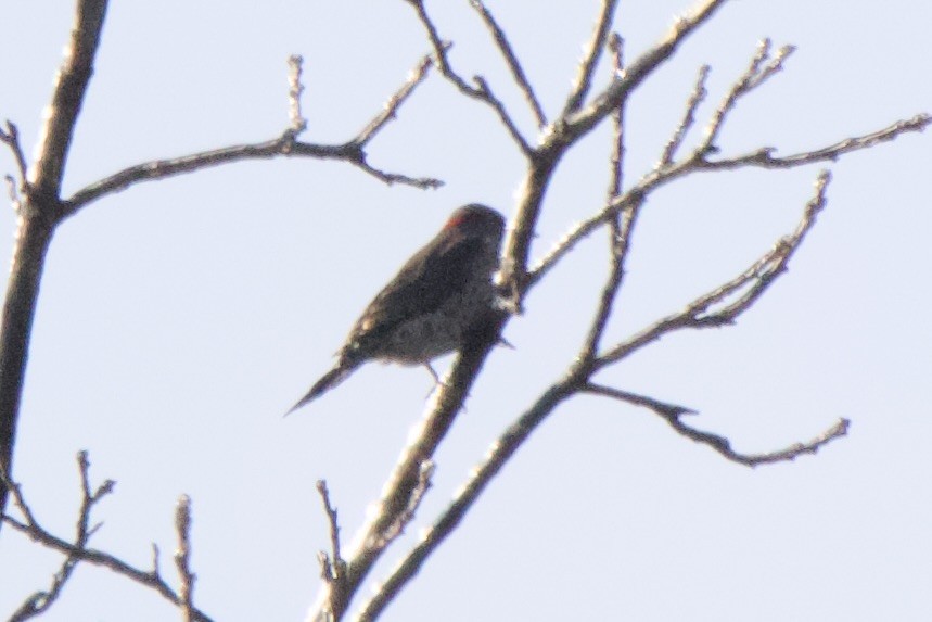 Northern Flicker - John Shamgochian