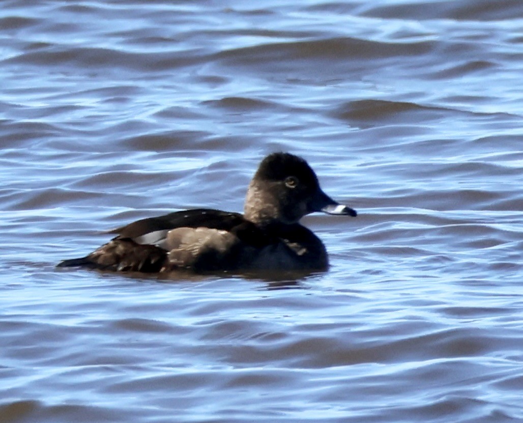 Ring-necked Duck - ML617478821