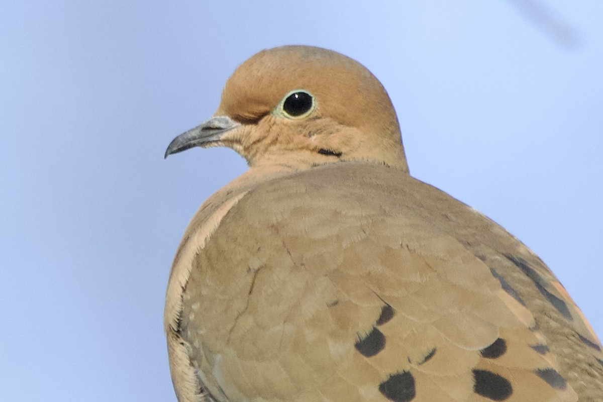 Mourning Dove - John Shamgochian