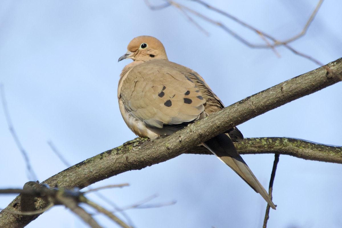 Mourning Dove - John Shamgochian