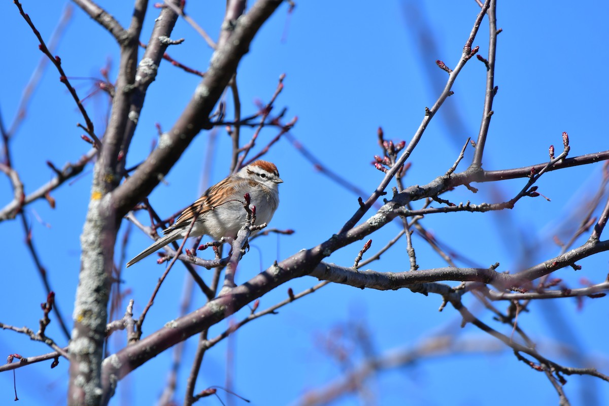 Chipping Sparrow - ML617478858