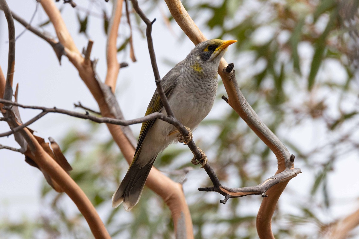 Yellow-throated Miner - ML617478868