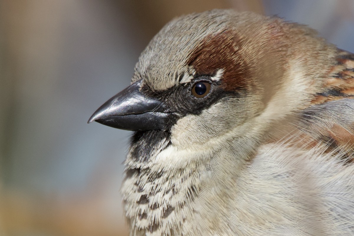 House Sparrow - ML617478872