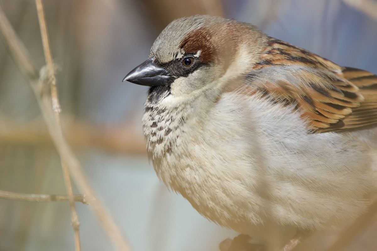 House Sparrow - John Shamgochian