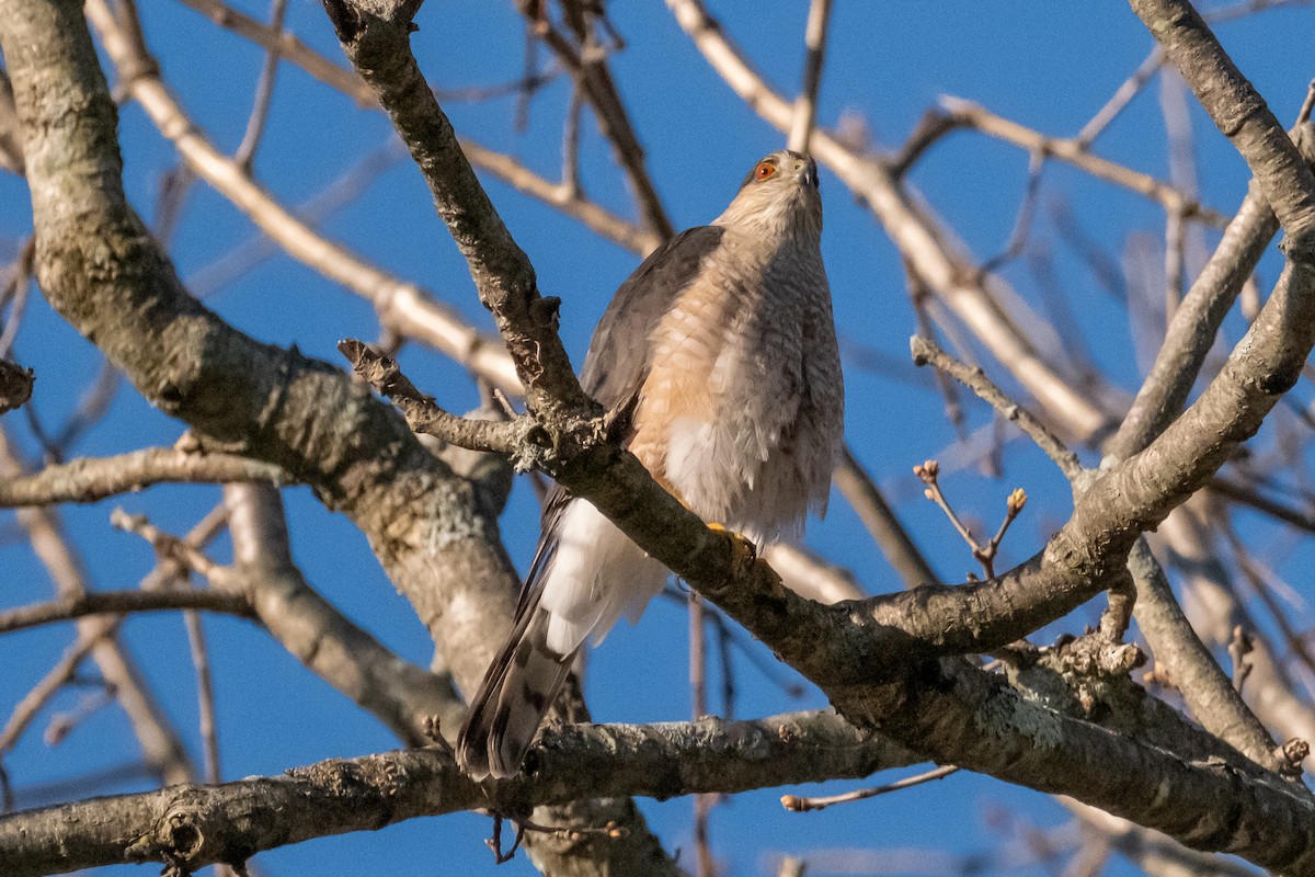 Sharp-shinned Hawk - ML617478937