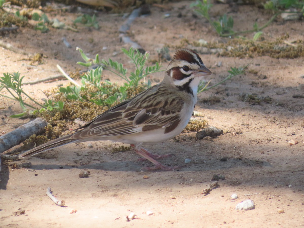 Lark Sparrow - Ken Clark