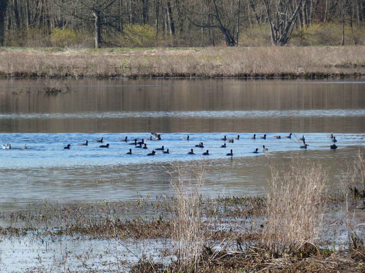 American Coot - ML617478994