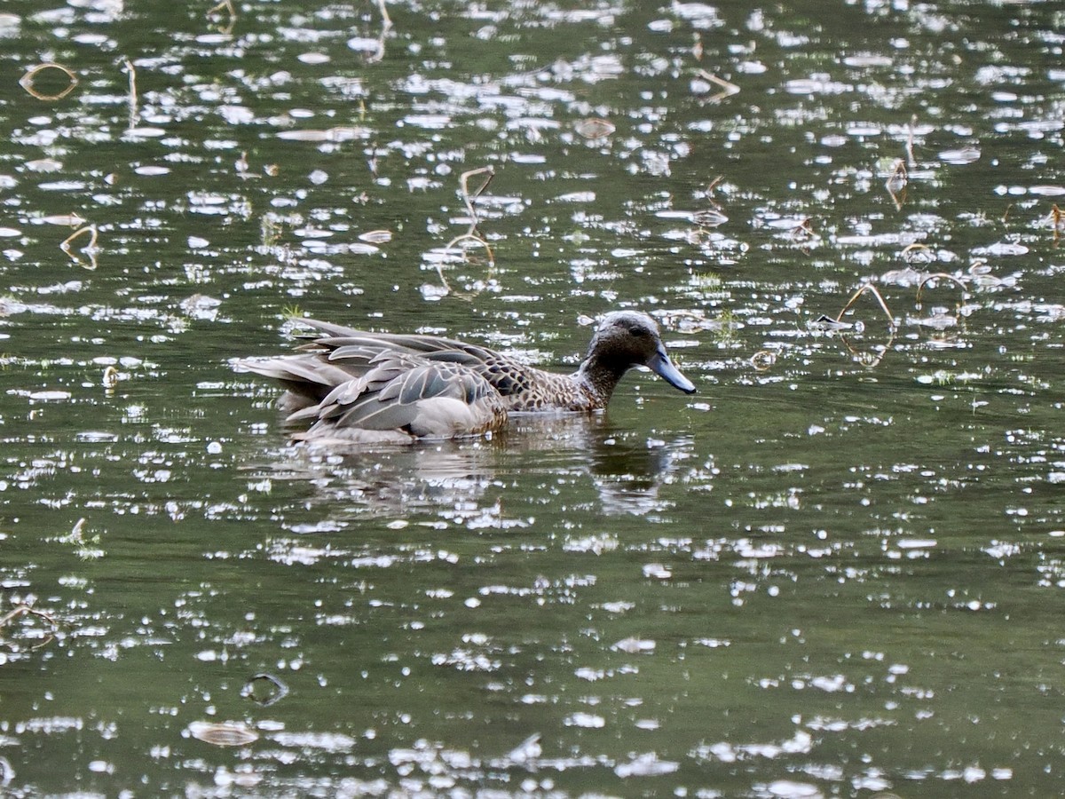 Andean Teal (Andean) - ML617478995