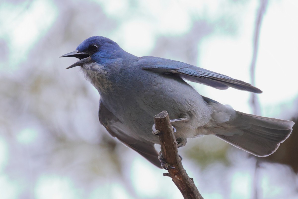 Pinyon Jay - ML617479018