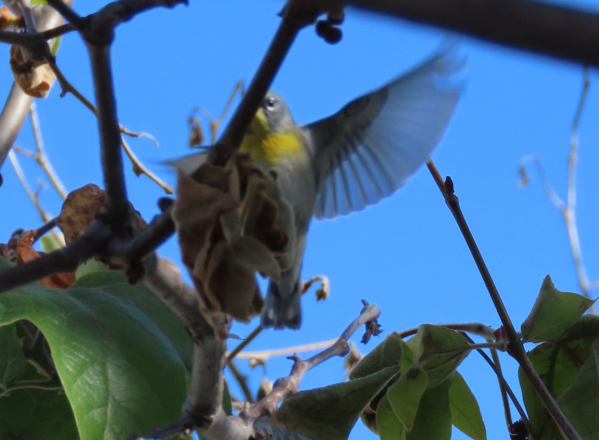 Northern Parula - ML617479021