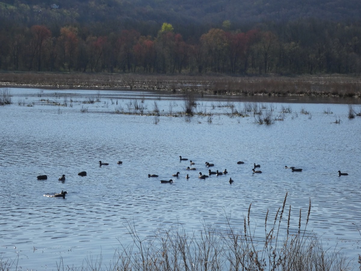 American Coot - ML617479028