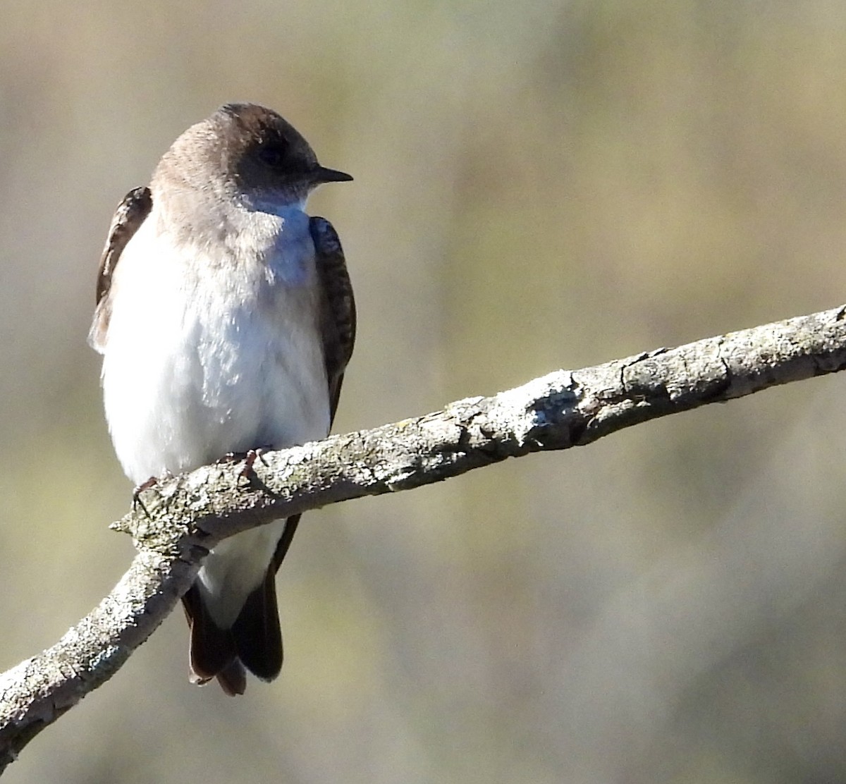 Northern Rough-winged Swallow - Stella Miller