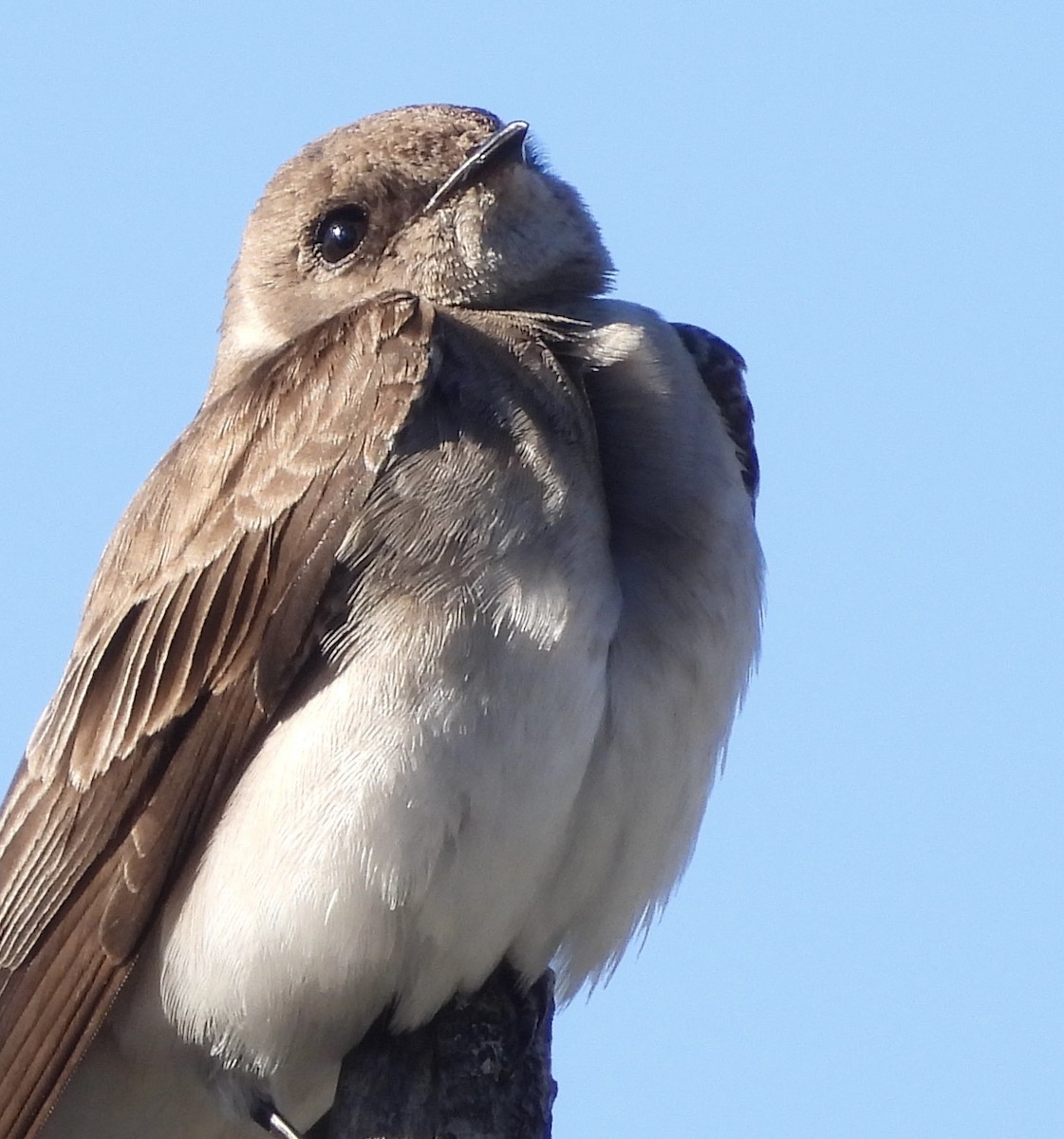Northern Rough-winged Swallow - ML617479097