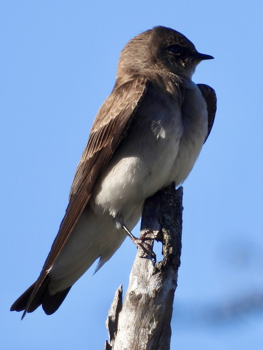 Northern Rough-winged Swallow - Stella Miller