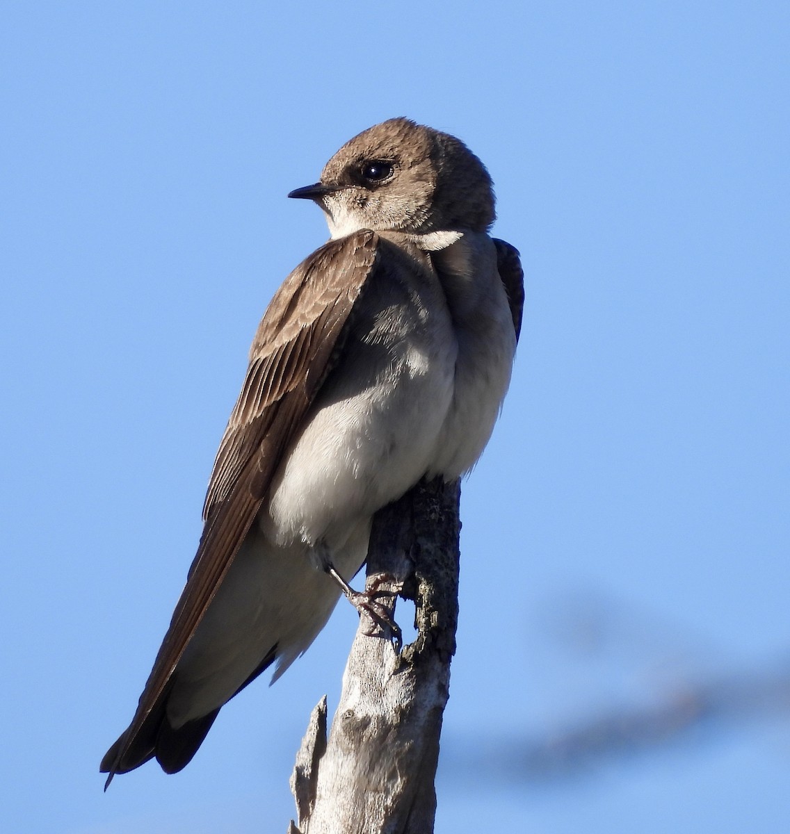 Northern Rough-winged Swallow - ML617479099