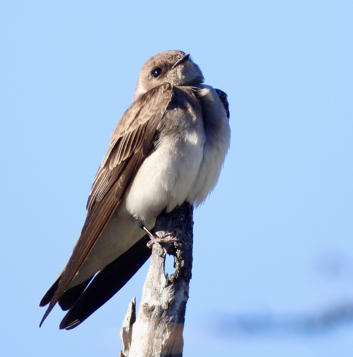 Northern Rough-winged Swallow - ML617479100