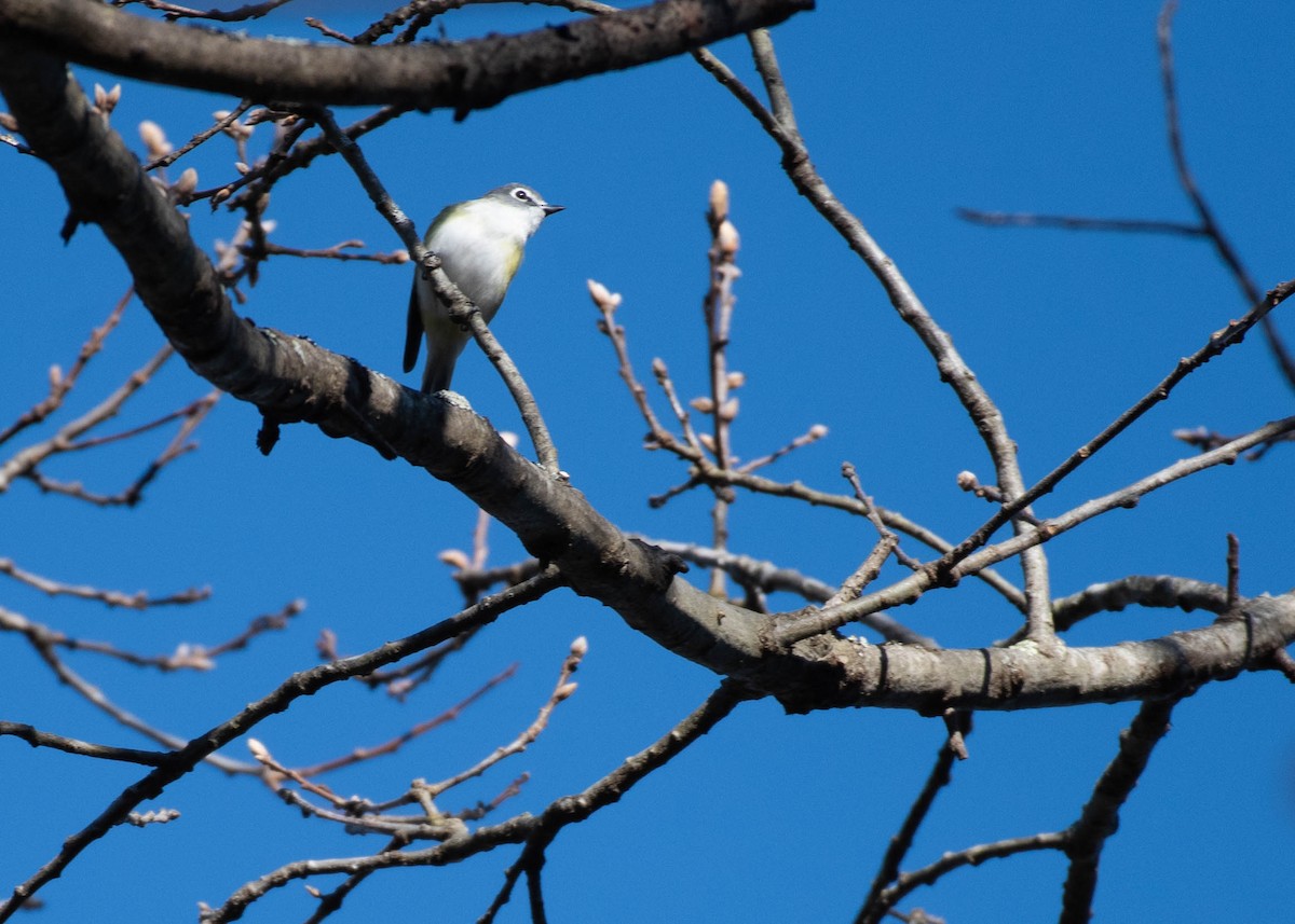 Mavi Başlı Vireo - ML617479220