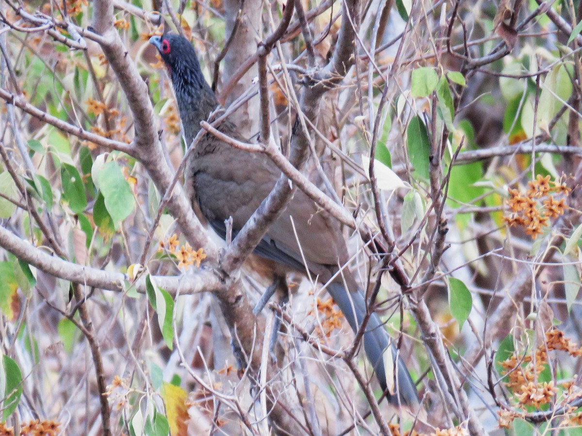 West Mexican Chachalaca - Michel Turcot