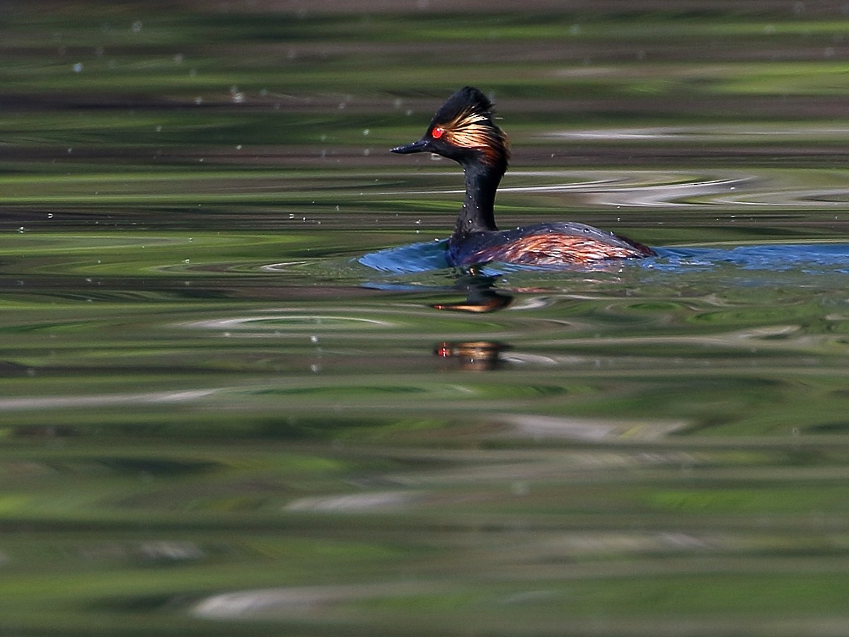 Eared Grebe - ML617479318