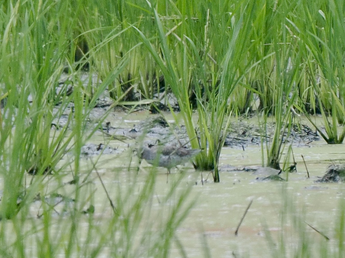 Stilt Sandpiper - ML617479319