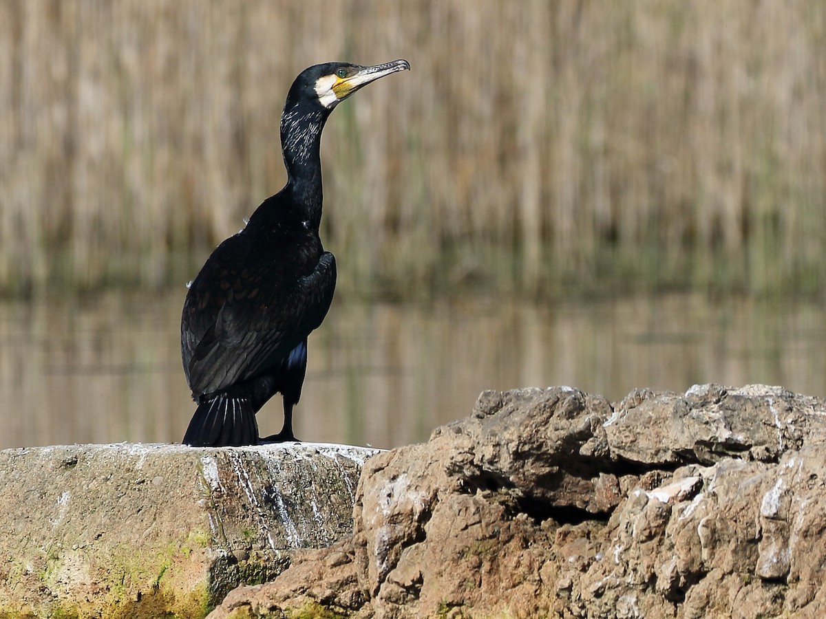 Grand Cormoran (sinensis/hanedae) - ML617479358