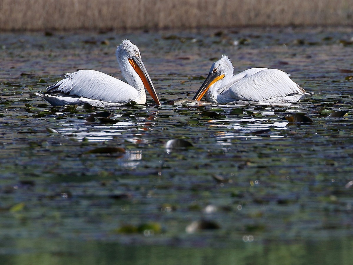 Dalmatian Pelican - ML617479363