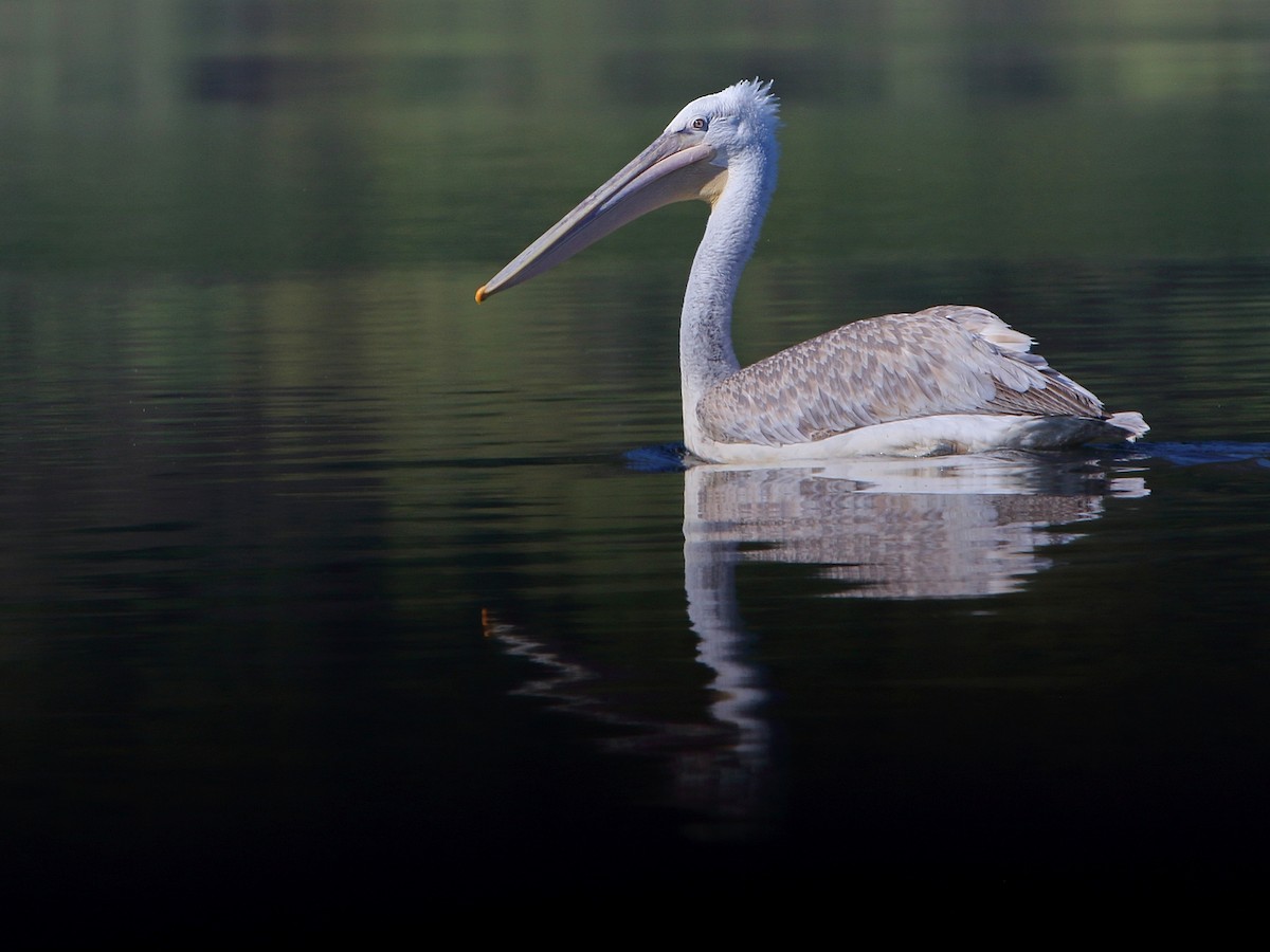 Dalmatian Pelican - ML617479373