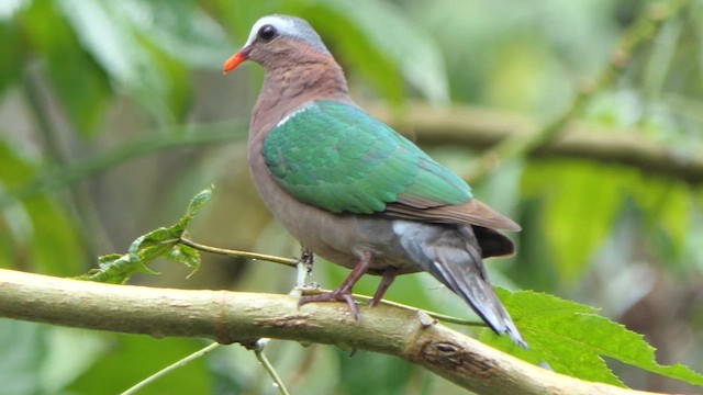 Palomita Esmeralda Cabecigrís - ML617479385