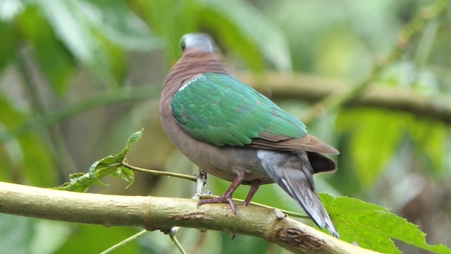 Palomita Esmeralda Cabecigrís - ML617479386