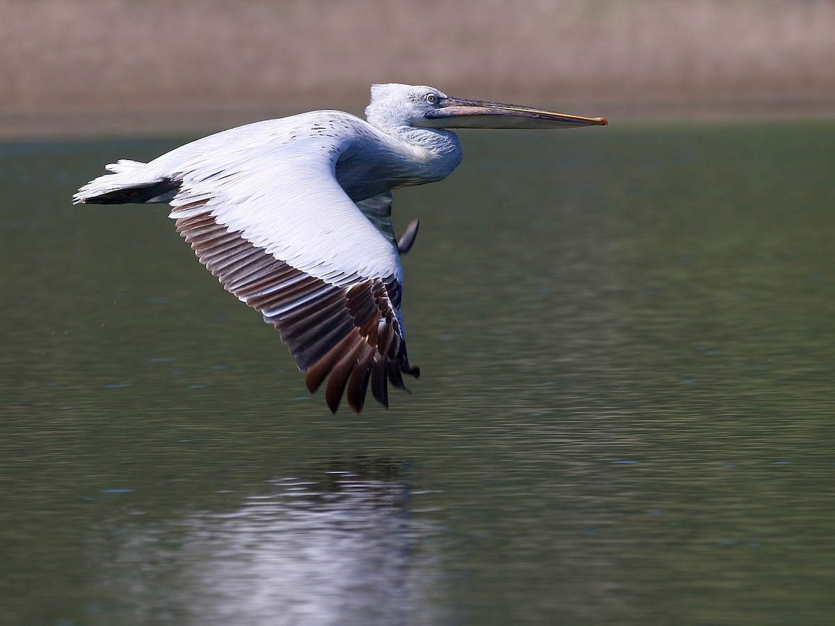 Dalmatian Pelican - ML617479389