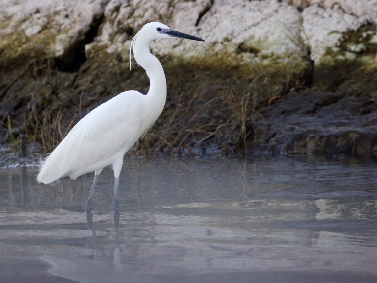 Little Egret (Western) - Attila Steiner