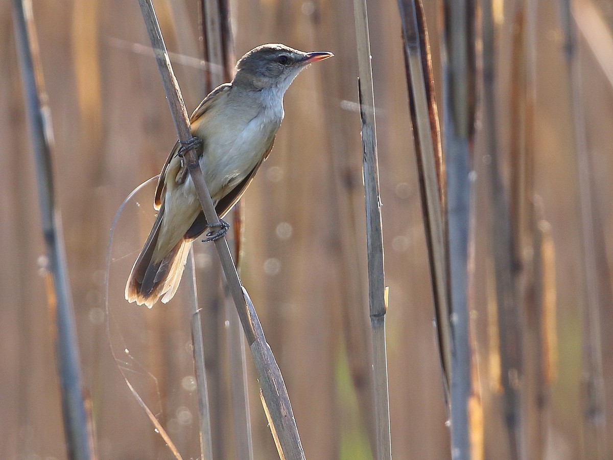 Great Reed Warbler - ML617479410