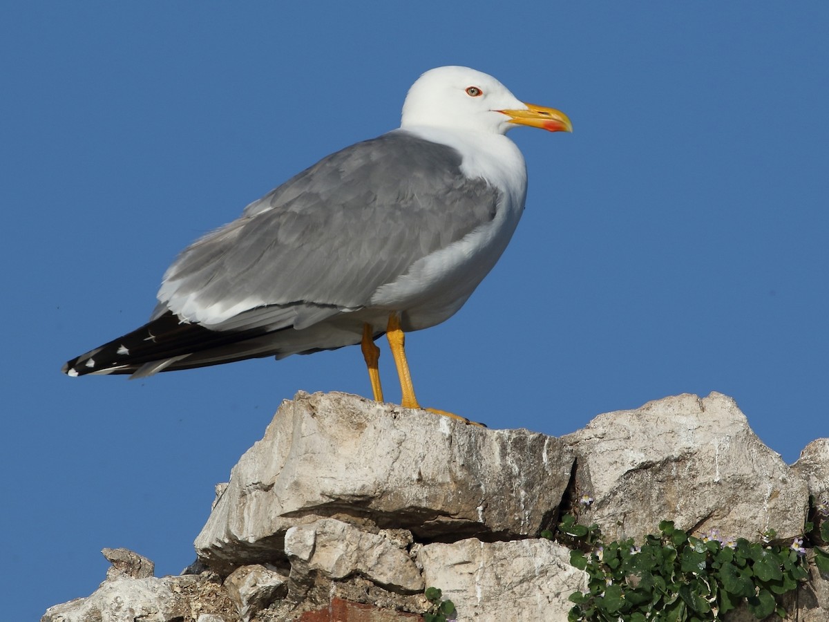 Yellow-legged Gull - ML617479431