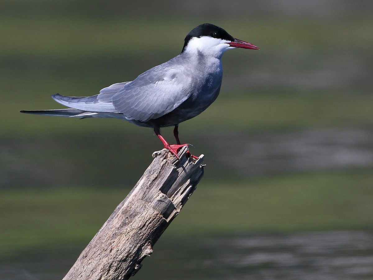 Weißbart-Seeschwalbe - ML617479438