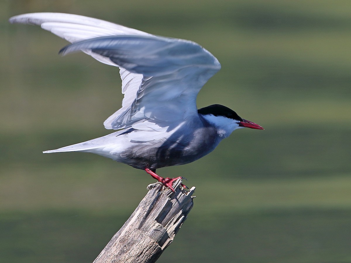 Whiskered Tern - ML617479439