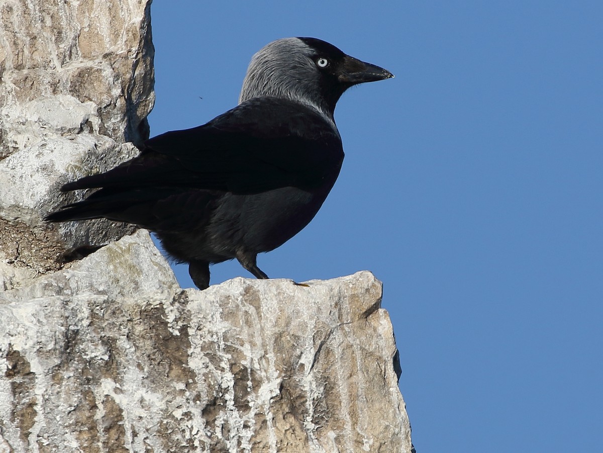 Eurasian Jackdaw - ML617479443