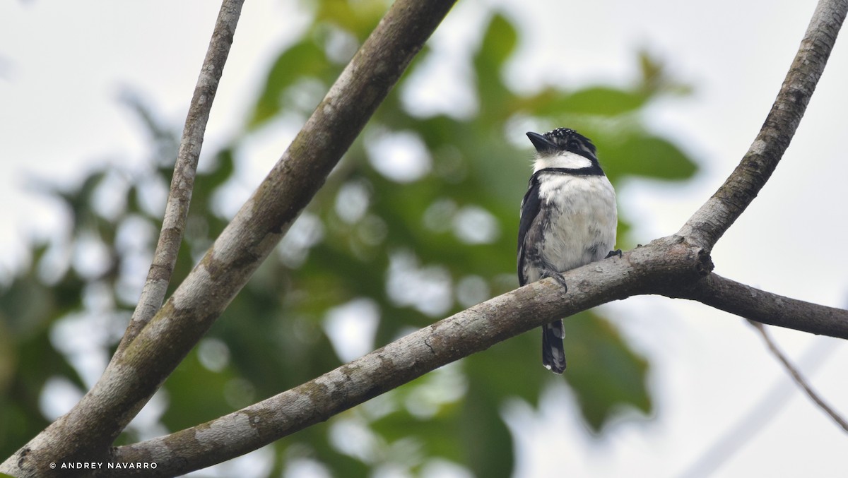 Pied Puffbird - ML617479448