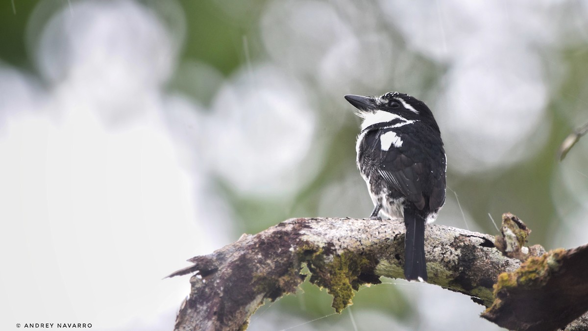 Pied Puffbird - ML617479449