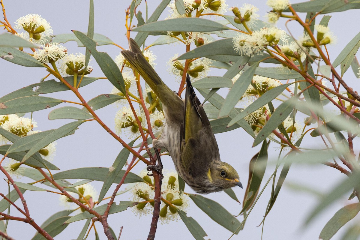 Yellow-plumed Honeyeater - ML617479459