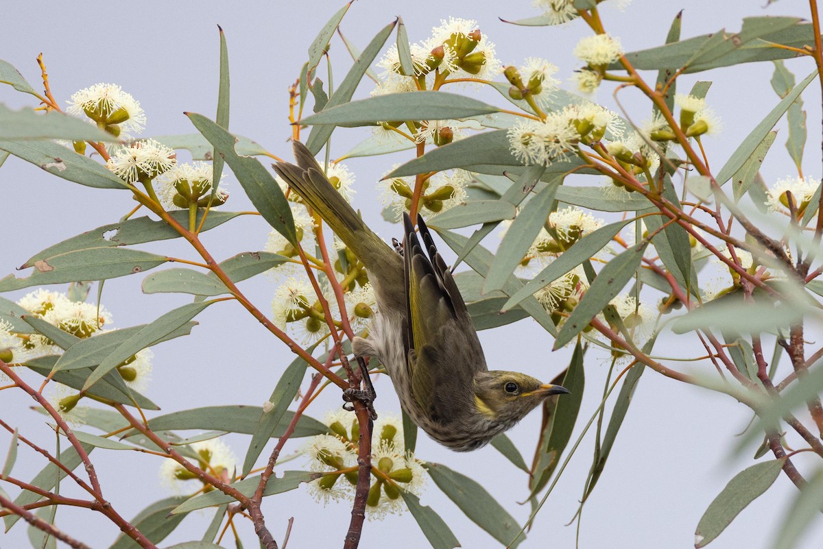 Yellow-plumed Honeyeater - ML617479460