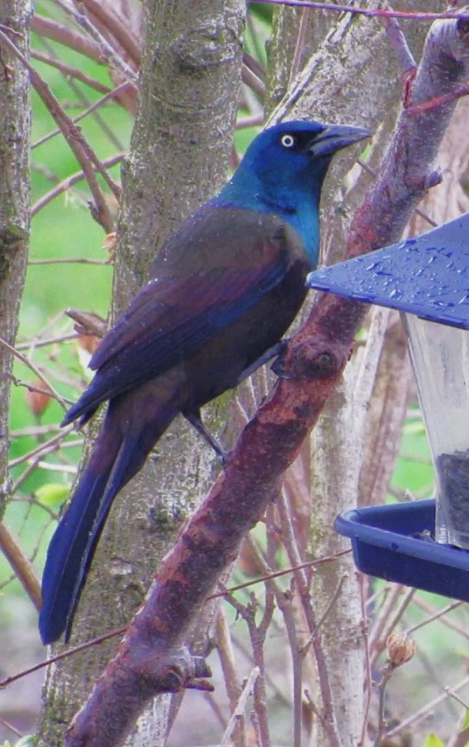 Common Grackle - ML617479468