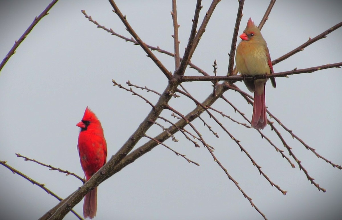 Northern Cardinal - ML617479476